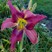 All Dogs Go To Heaven Daylily